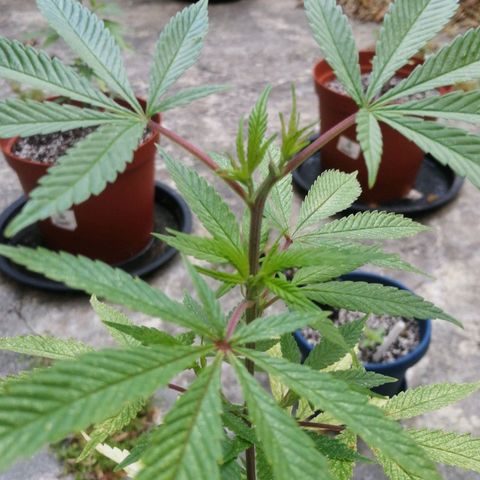 Grenadella growlog timeline photo