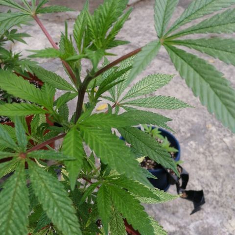Grenadella growlog photo: Watered and nutrients day before. maybe rain today