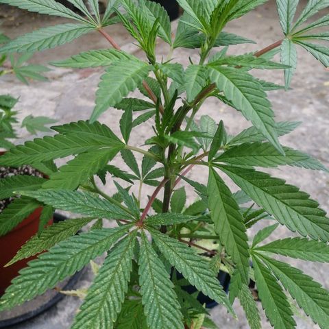 Grenadella growlog photo: Watered yesterday, growing nicely