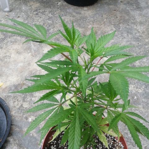 Grenadella growlog timeline photo