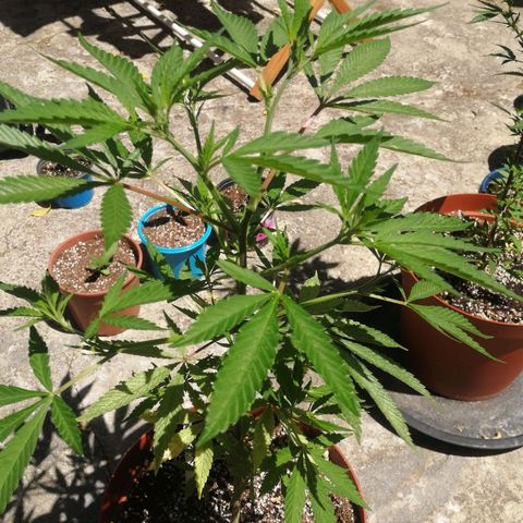 Grenadella growlog photo: Split shooting up briskly