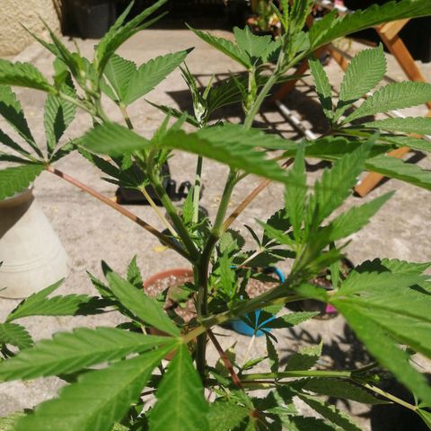 Grenadella growlog timeline photo