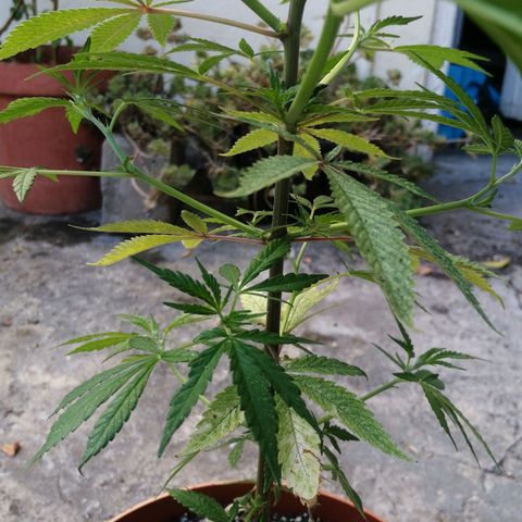Grenadella growlog photo: Beach's shooting out from the stem. Groot