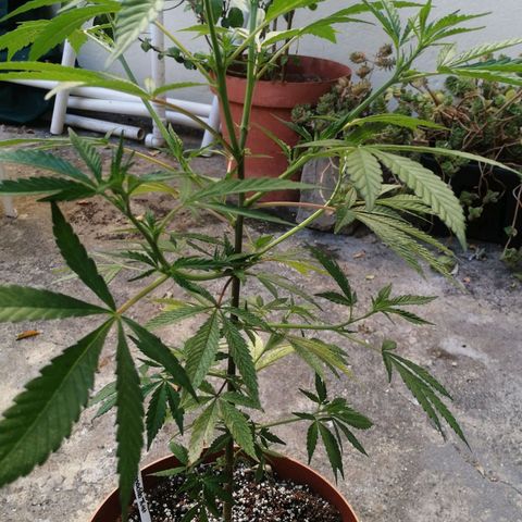 Grenadella growlog timeline photo