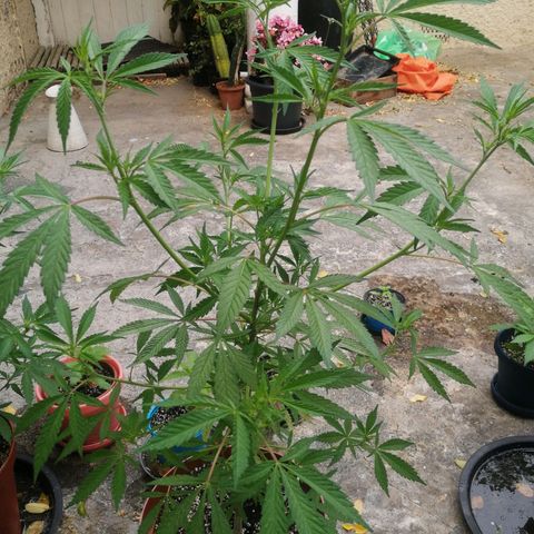 Grenadella growlog photo: Groot!, growing wonderfully.