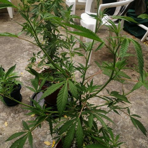 Grenadella growlog timeline photo