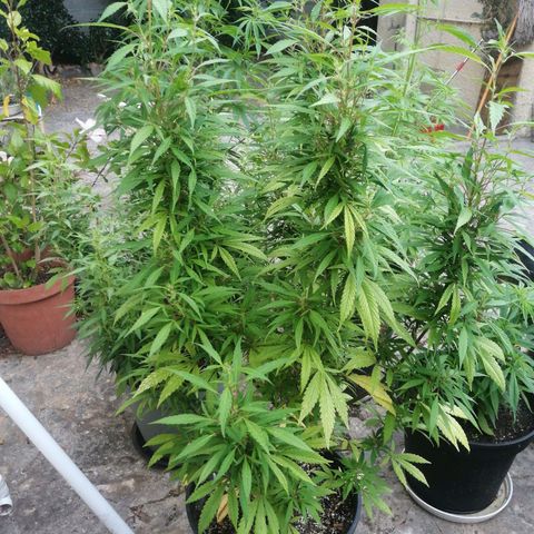 Grenadella growlog photo: First photo some reporting in big pot. She has started spirting new growth and is stretching beautifully 