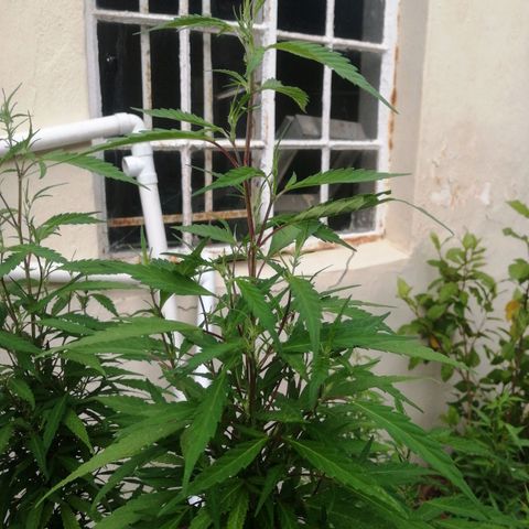 Grenadella growlog timeline photo