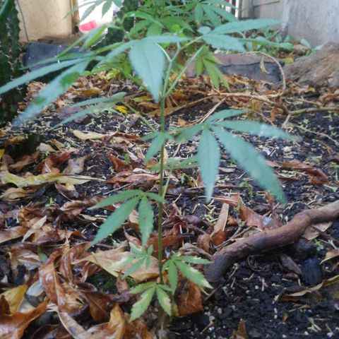 Grenadella growlog photo: Poor thing 