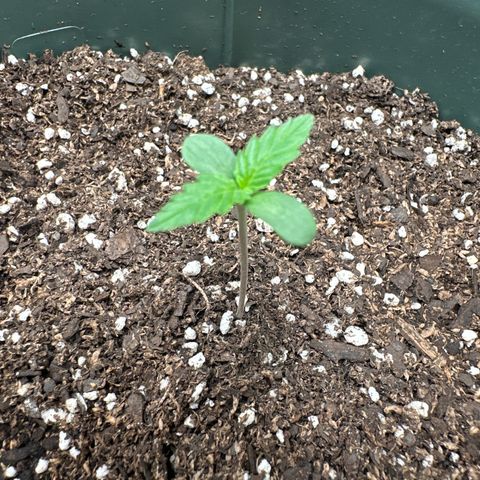 Tangie XXL 3 growlog timeline photo
