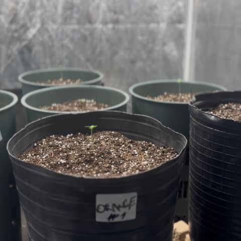 Tangie XXL 3 growlog timeline photo