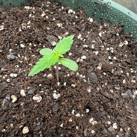 Tangie XXL 3 growlog photo: Corrección espigado