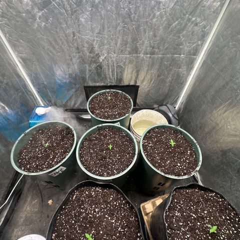 Tangie XXL 3 growlog timeline photo