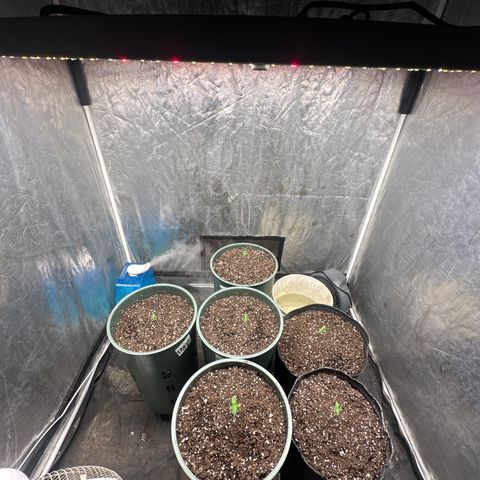 Tangie XXL 3 growlog timeline photo