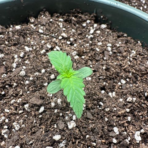 Tangie XXL 3 growlog timeline photo