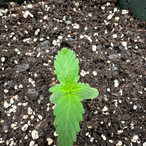 Tangie XXL 3 growlog timeline photo