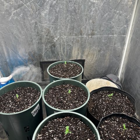 Tangie XXL 3 growlog timeline photo