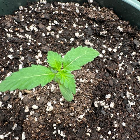 Tangie XXL 3 growlog timeline photo
