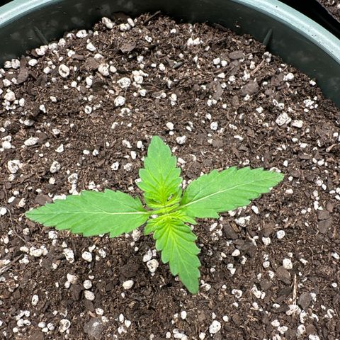 Tangie XXL 3 growlog timeline photo