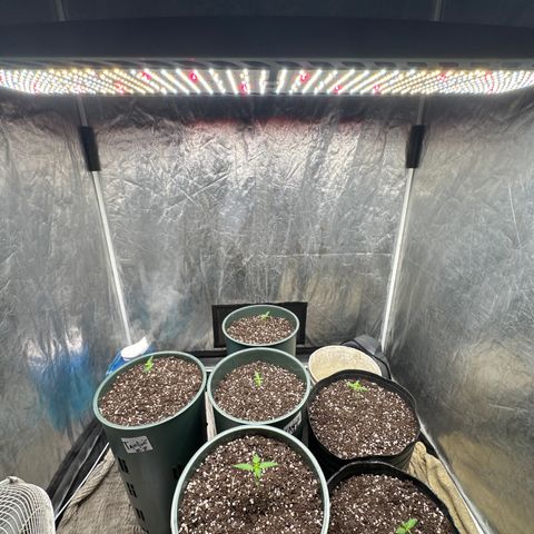 Tangie XXL 3 growlog timeline photo
