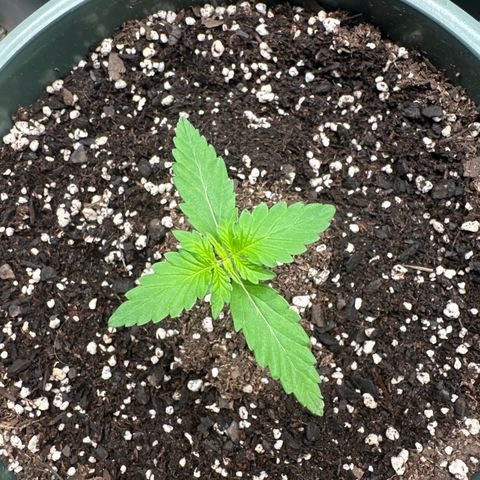 Tangie XXL 3 growlog timeline photo
