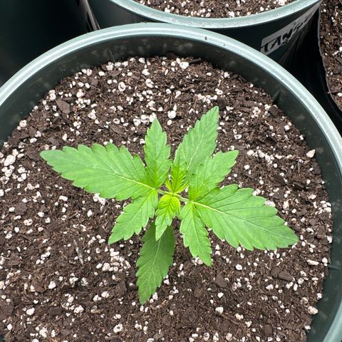 Tangie XXL 3 growlog timeline photo