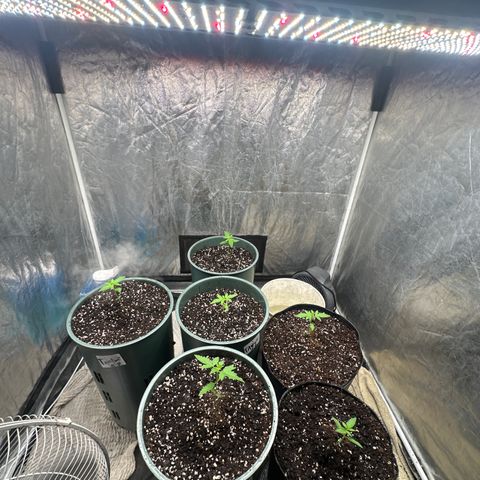 Tangie XXL 3 growlog timeline photo