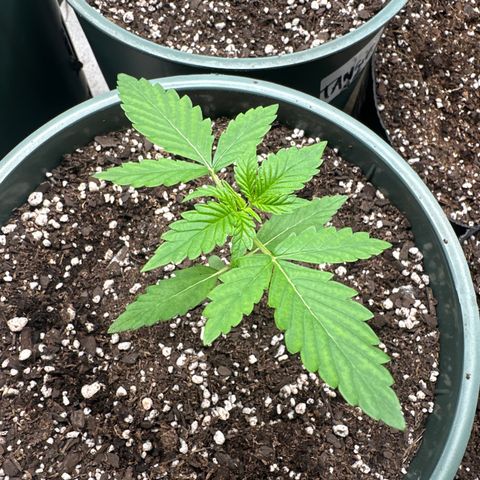 Tangie XXL 3 growlog timeline photo