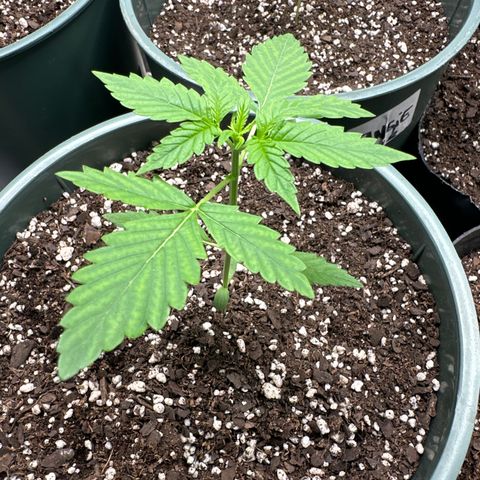 Tangie XXL 3 growlog timeline photo