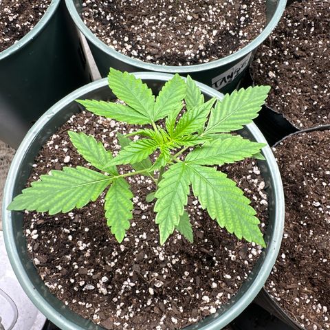 Tangie XXL 3 growlog timeline photo