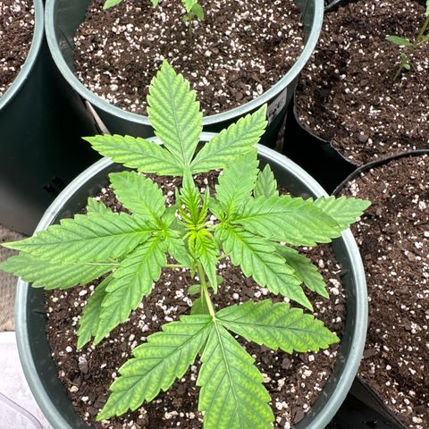 Tangie XXL 3 growlog timeline photo