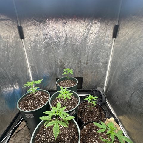 Tangie XXL 3 growlog timeline photo