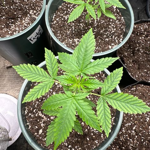 Tangie XXL 3 growlog timeline photo