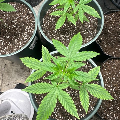 Tangie XXL 3 growlog timeline photo