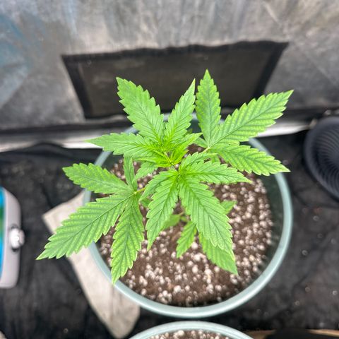 Tangie XXL 3 growlog timeline photo