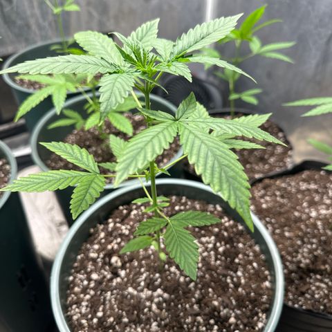 Tangie XXL 3 growlog timeline photo