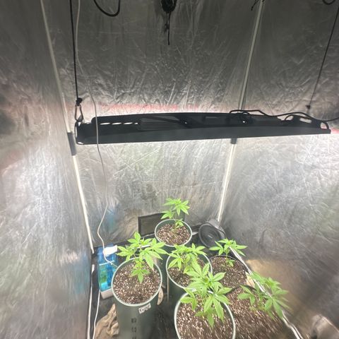 Tangie XXL 3 growlog timeline photo