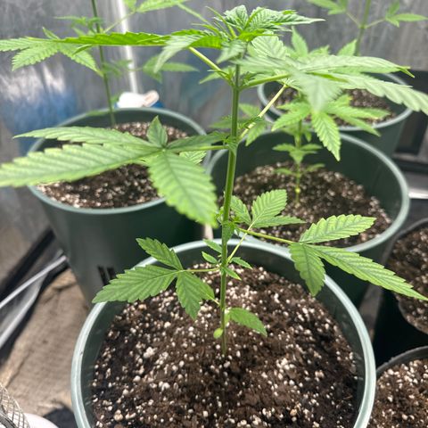 Tangie XXL 3 growlog timeline photo