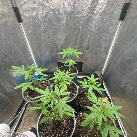 Tangie XXL 3 growlog timeline photo