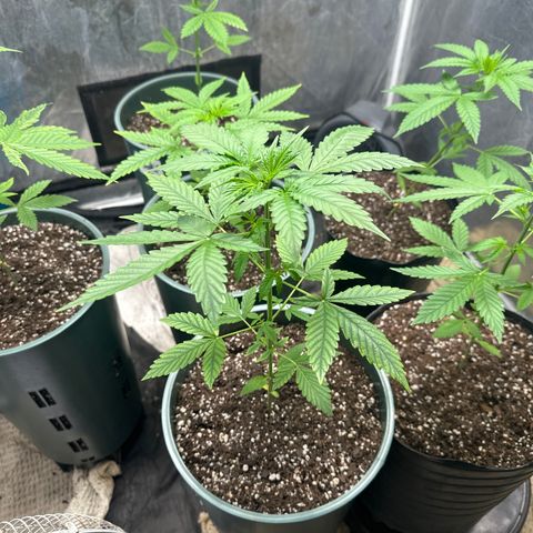 Tangie XXL 3 growlog timeline photo
