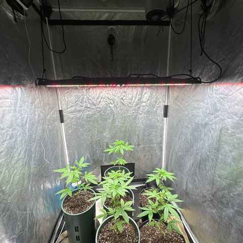 Tangie XXL 3 growlog timeline photo