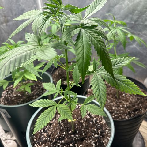 Tangie XXL 3 growlog timeline photo