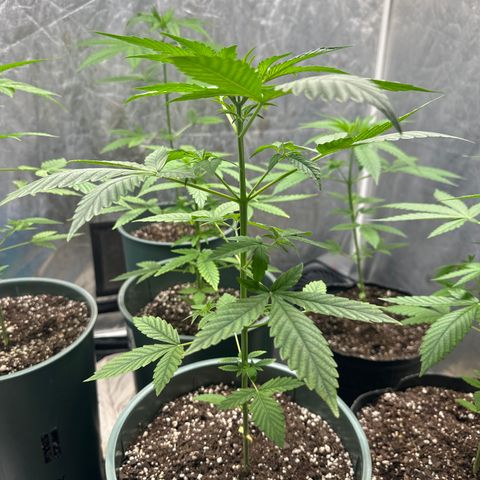 Tangie XXL 3 growlog timeline photo