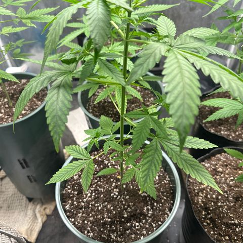Tangie XXL 3 growlog timeline photo