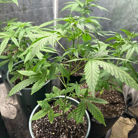 Tangie XXL 3 growlog timeline photo