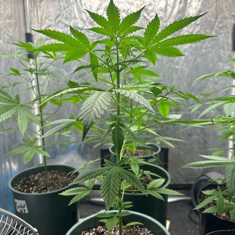 Tangie XXL 3 growlog timeline photo