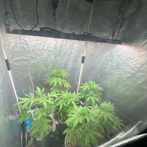 Tangie XXL 3 growlog timeline photo