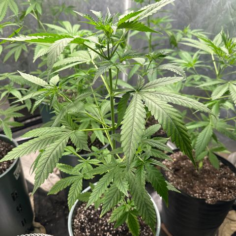 Tangie XXL 3 growlog timeline photo