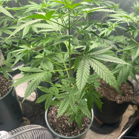 Tangie XXL 3 growlog timeline photo