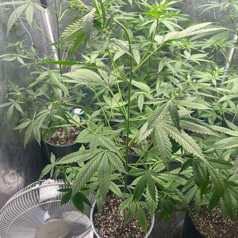 Tangie XXL 3 growlog timeline photo